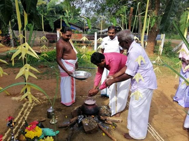 Thaipongal celebrations