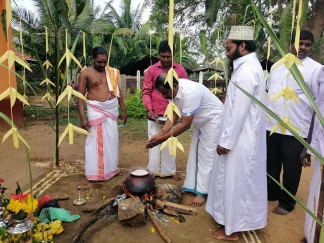 Thaipongal celebrations