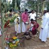 Thaipongal celebrations